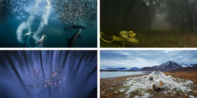 National Geographic Nature Photographer of the Year, ecco i vincitori