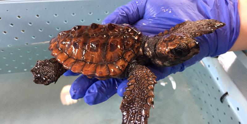 Peppiniello, storia della tartaruga salvata dalle acque fredde