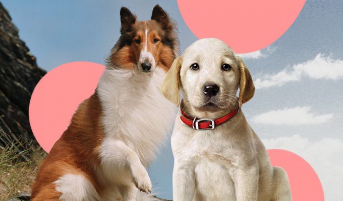 Giornata mondiale del cane, i 9 cani più celebri della letteratura