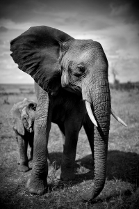 Elephant and Calf, Kenya 2011© Christian Cravo