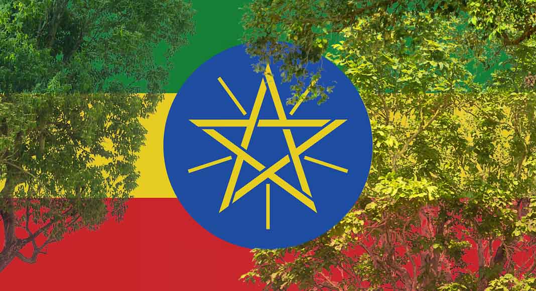 Etiopia, in 12 ore piantati oltre 350 milioni di alberi per combattere il cambiamento climatico
