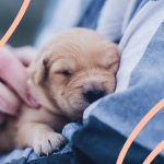 Giornata mondiale del cane, 5 motivi per cui un cane ti migliora la vita 2 Giornata mondiale del cane, 5 motivi per cui un cane ti migliora la vita