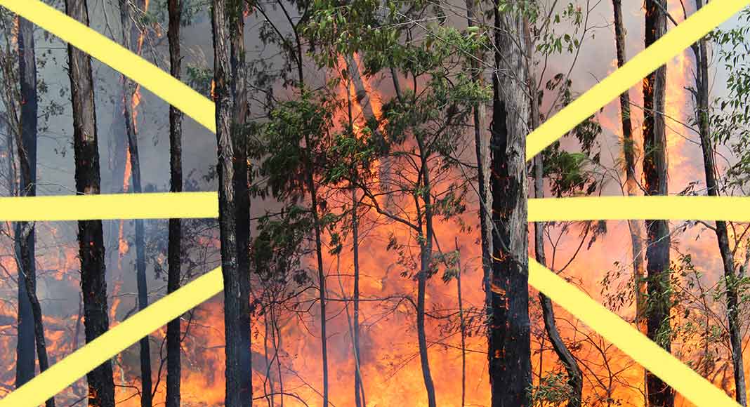 Incendi in Amazzonia, Siberia, Canarie e Indonesia. Perché è importante difendere le foreste