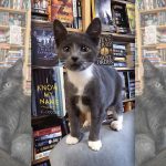 Otis & Clementine's, la libreria dove è possibile adottare i gattini abbandonati