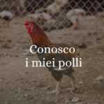 "Conosco i miei polli", origine e significato del modo di dire