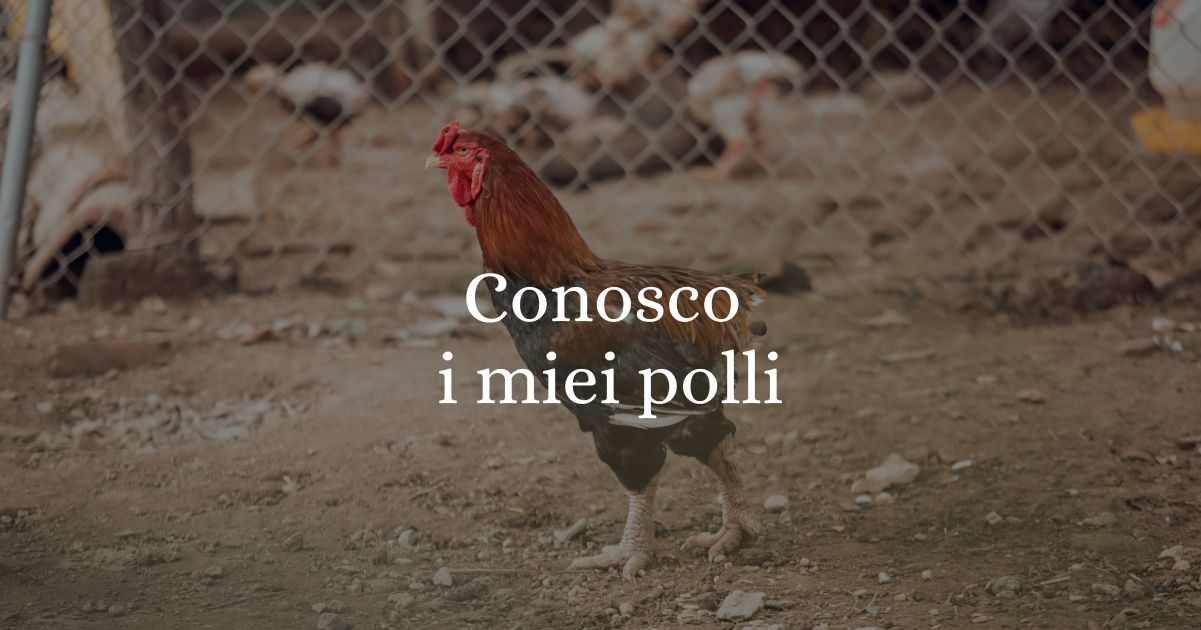 "Conosco i miei polli", origine e significato del modo di dire