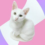 Giornata Internazionale del Gatto, le 10 poesie più belle dedicate ai mici 2 Festa Nazionale del Gatto, le 10 poesie più belle dedicate ai mici