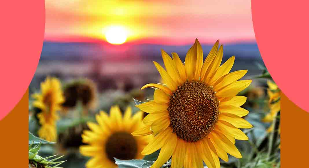 L Allegria Di Un Girasole Foto Immagini Piante Fiori E Funghi Natura Foto Su Fotocommunity