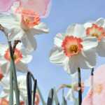 "Daffodils" di William Wordsworth, partecipare alla magia della natura