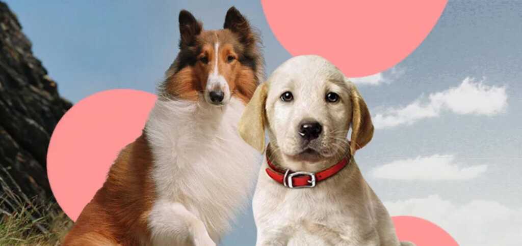 Giornata mondiale del cane, i 9 cani più celebri della letteratura