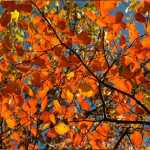 “Soldati” di Ungaretti, la precarietà delle foglie in autunno come metafora di vita