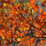 “Soldati” di Ungaretti, la precarietà delle foglie in autunno come metafora di vita 5 “Soldati” di Ungaretti, la precarietà delle foglie in autunno come metafora di vita