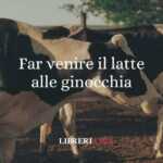 Far venire il latte alle ginocchia, origine e significato del modo di dire
