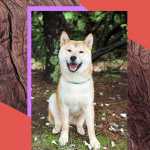 Hachiko: lo straordinario cane che ci ha lasciato in eredità un’importante messaggio