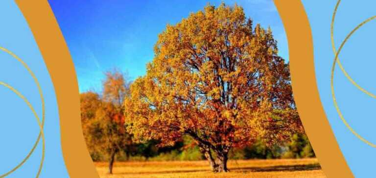 “Ottobre”, la poesia di Cardarelli sull'autunno