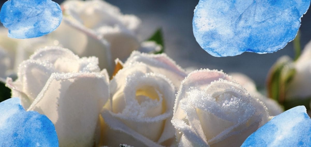 "La neve che mai si accumula", la poesia di Emily Dickinson sulla bellezza delle stagioni