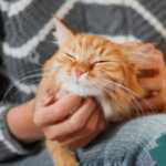Gattoterapia, ecco perché i gatti ci aiutano a stare bene