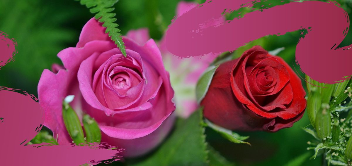 La celebrazione dell’amore ne “La ballata delle rose” di Angelo Poliziano