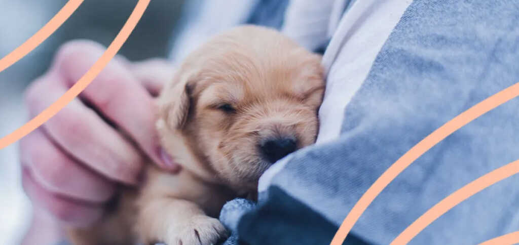 Giornata mondiale del cane, 5 motivi per cui un cane ti migliora la vita