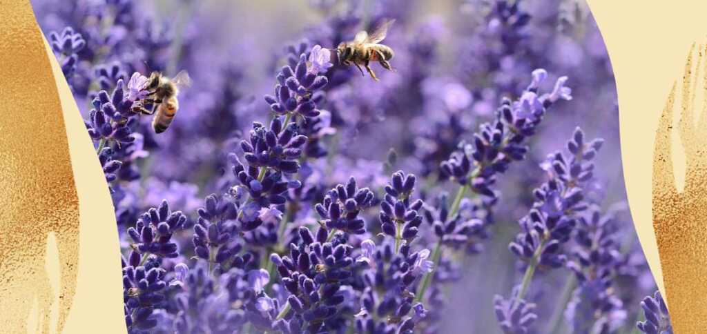 "Ode all'ape", la straordinarietà della natura nella poesia di Pablo Neruda