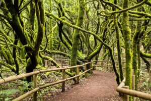 Immersi nella Foresta Laurissilva a Madeira