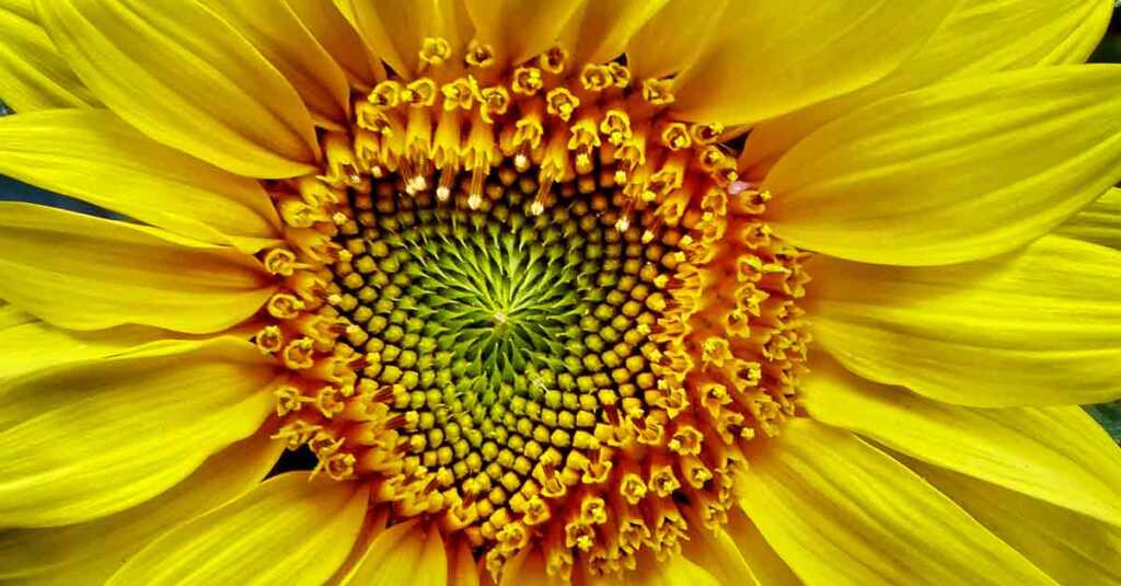 Fibonacci Day, perché il 23 novembre si celebra il grande matematico italiano