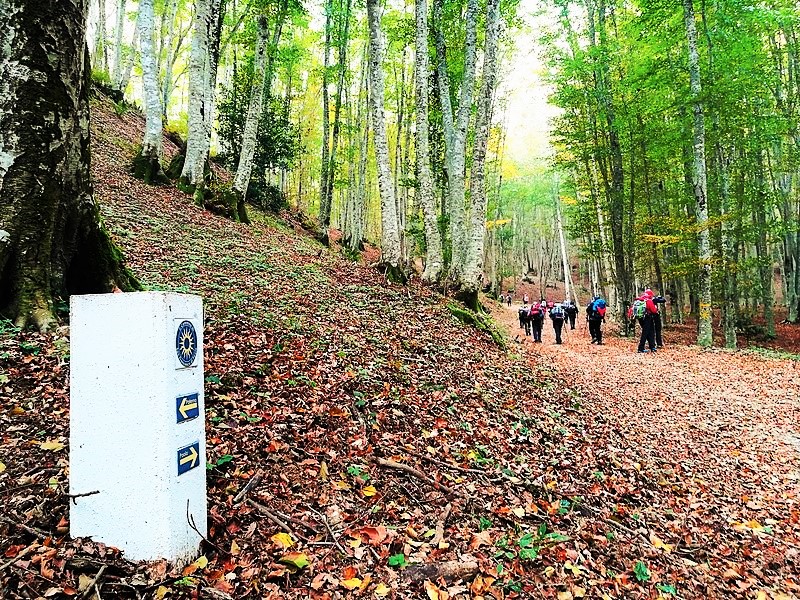 800px Pietra segnaletica del Cammino di San Francesco nella faggeta di Bosco Luta