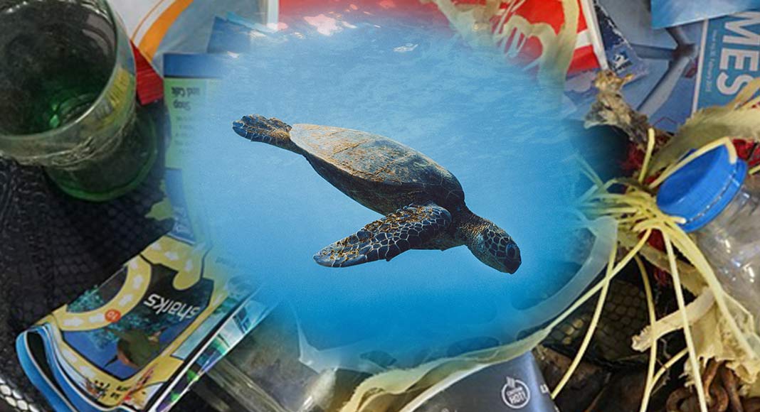 Afrodite, la tartaruga imprigionata dai rifiuti nel Mediterraneo