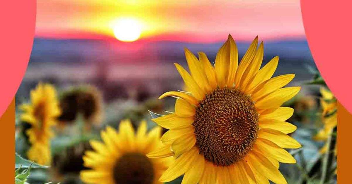 Cos'è la Poesia come nasce, perché è importante e qual è il suo simbolo