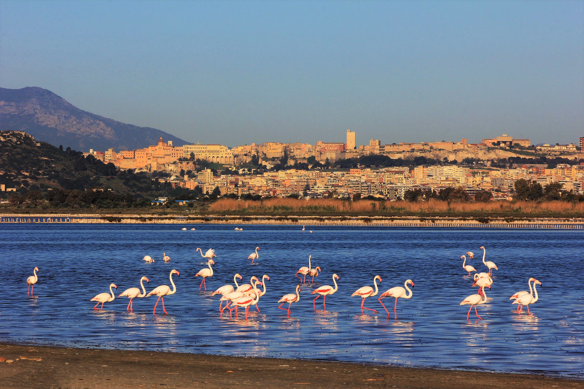 Fenicotteri a Cagliari