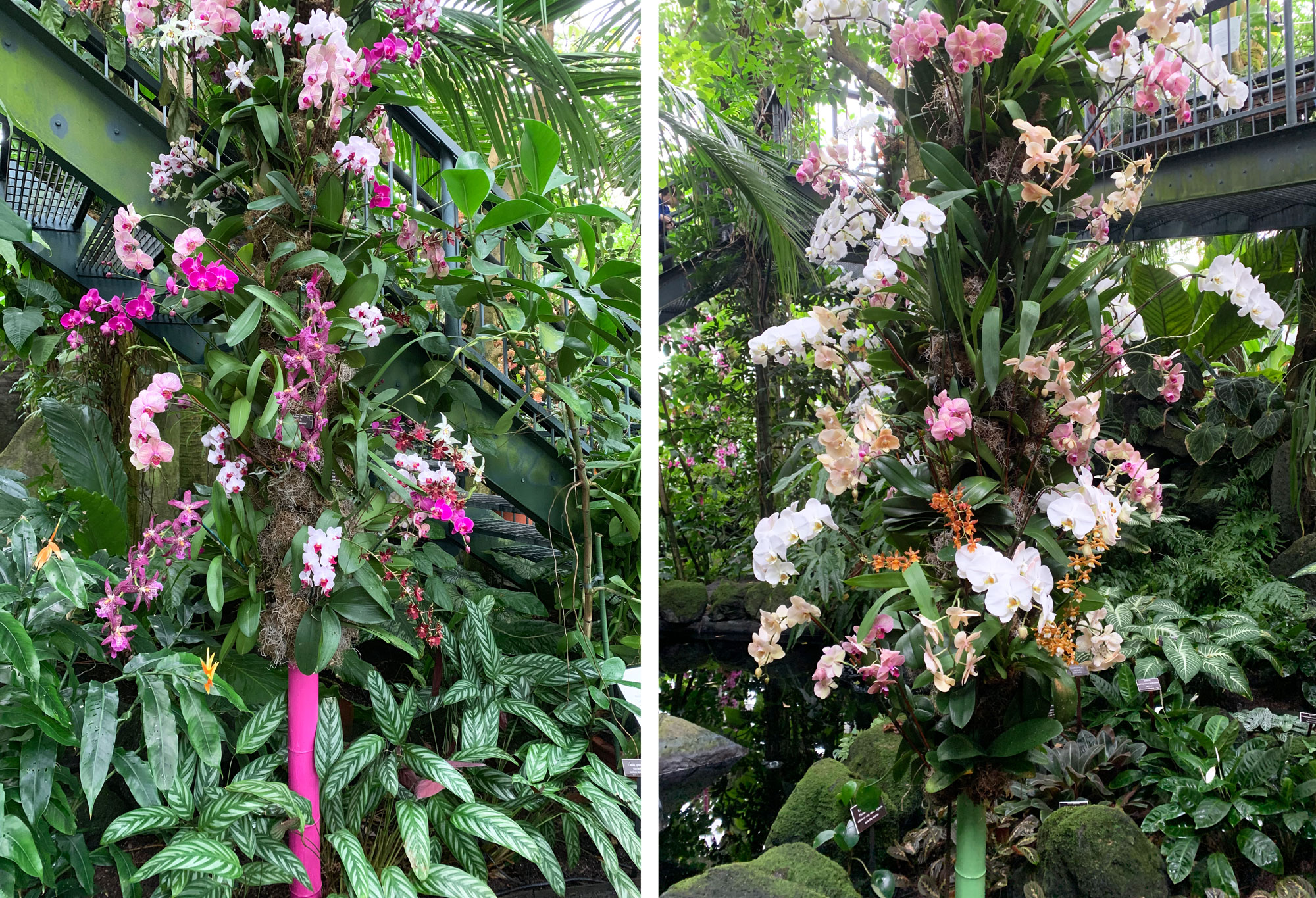 NYBG orchid show Kaleidoscope Jeff Leatham 21