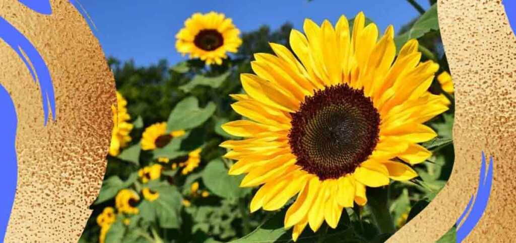 Fernando Pessoa ci regala la poesia "Il mio sguardo è nitido come un girasole" scritta nel 1914. Parte di una collezione "Il Guardiano di greggi"-1201-568
