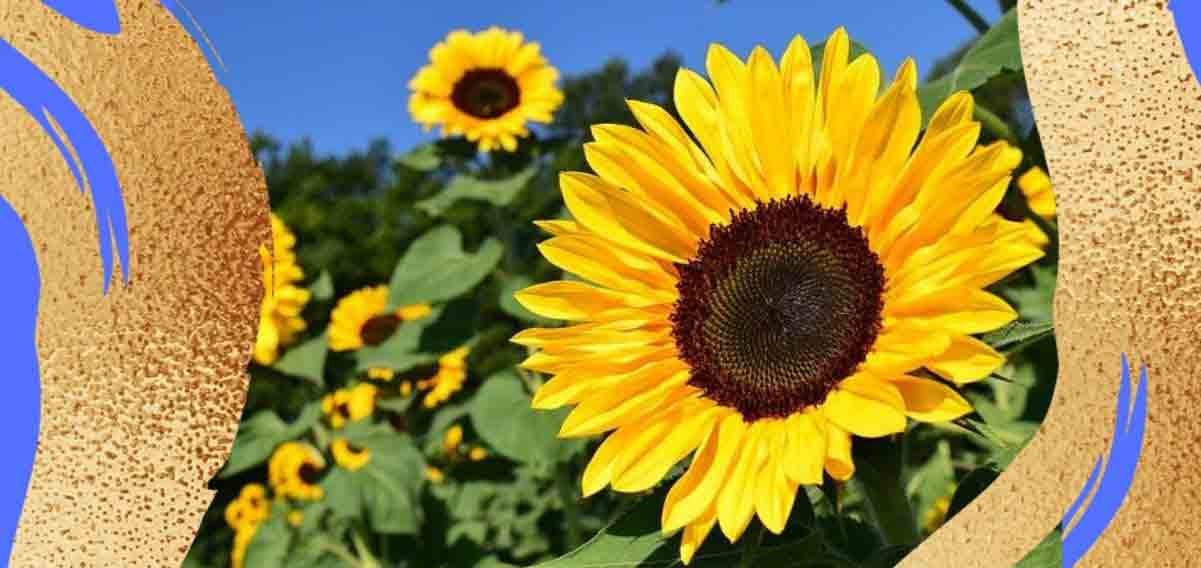 Pessoa, la poesia "Il mio sguardo è nitido come un girasole" come sguardo sul mondo 7 Fernando Pessoa ci regala la poesia "Il mio sguardo è nitido come un girasole" scritta nel 1914. Parte di una collezione "Il Guardiano di greggi"-1201-568