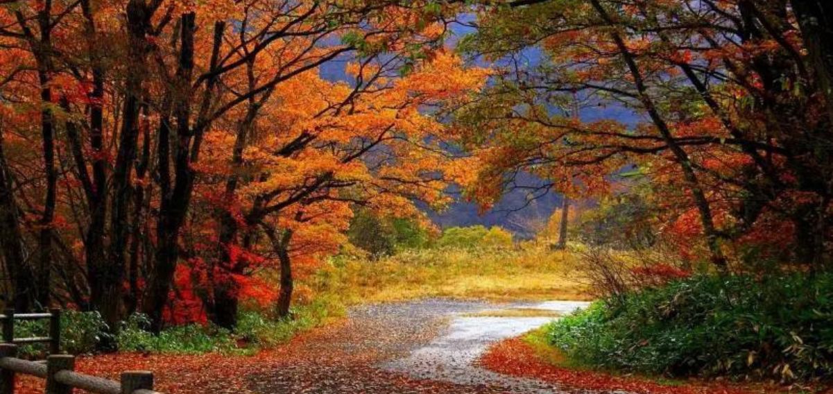 Le frasi più celebri dedicate all'autunno 8 Epigenetica di Cristina Battocletti, il libro su come la vita influenza i nostri geni