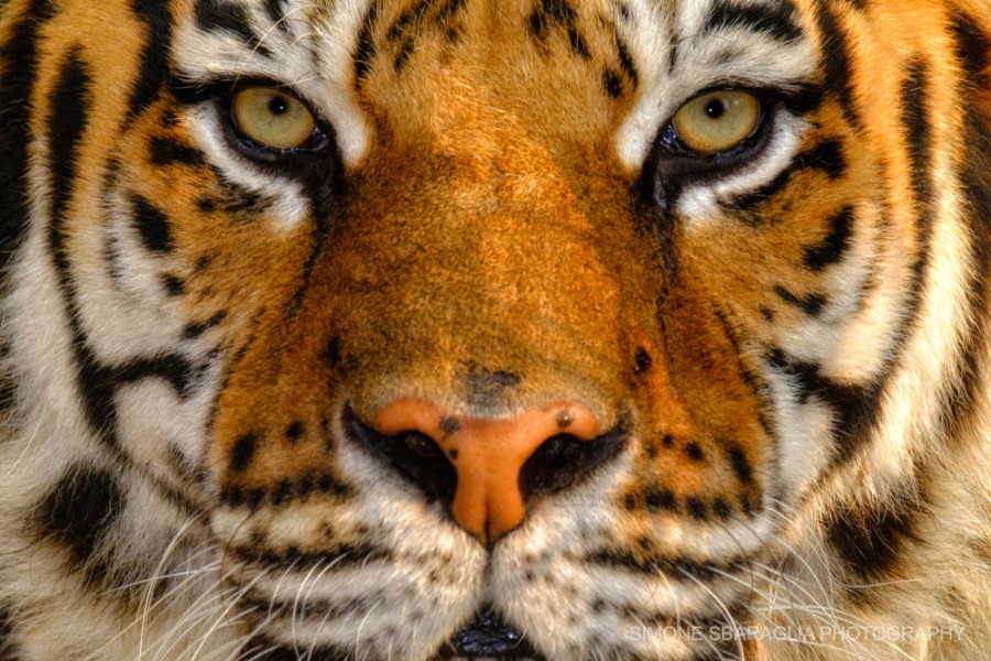 Tigre