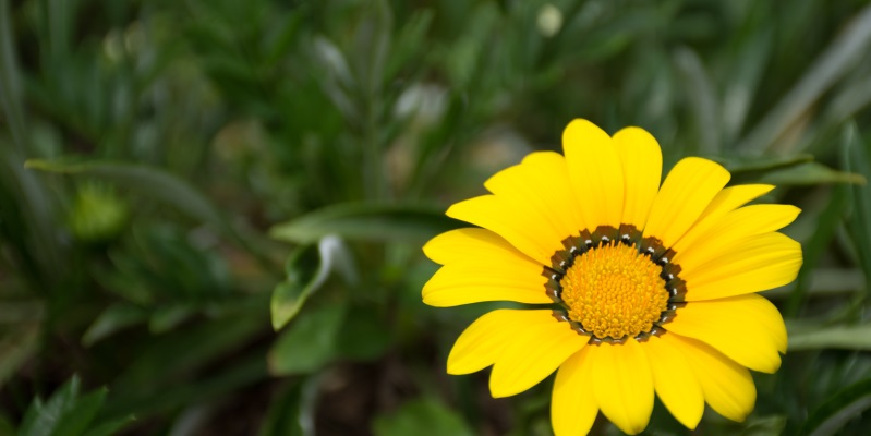 Una primavera altrettanto speciale