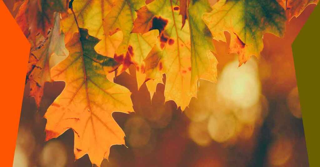 Autunno, 15 citazioni tratte dai libri originali