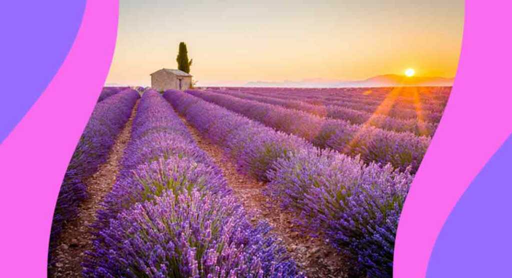 campi-lavanda