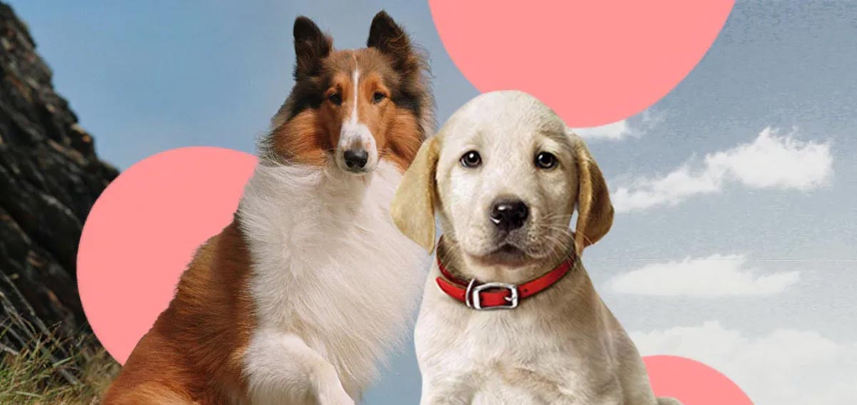 Giornata mondiale del cane, i 9 cani più celebri della letteratura