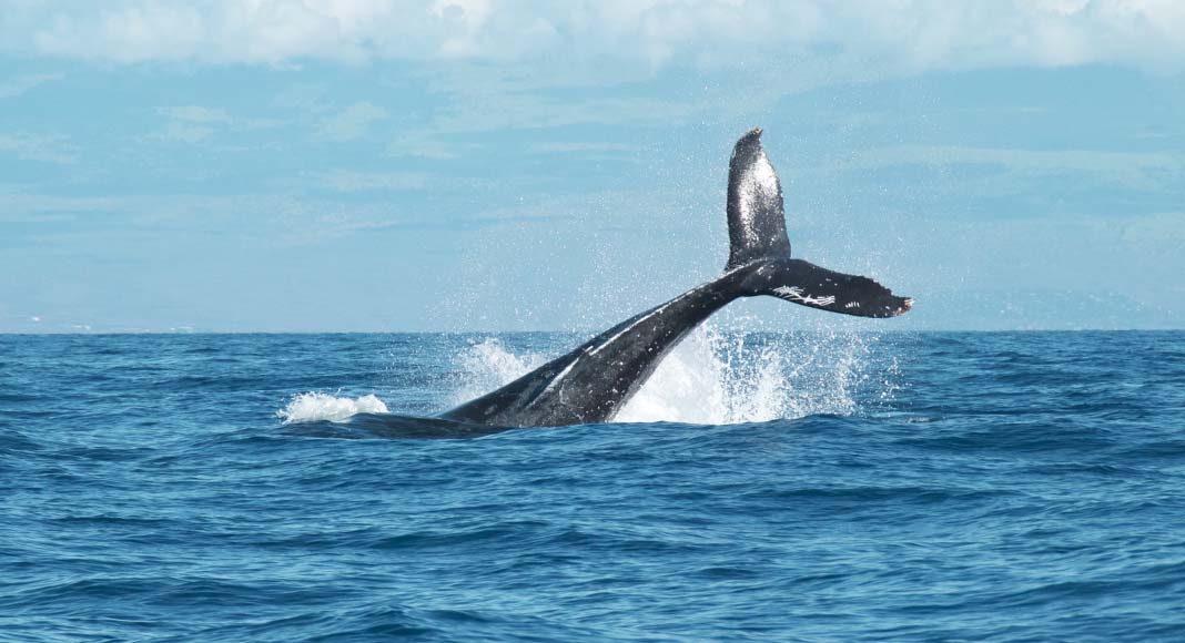 Giornata mondiale degli oceani, il problema è la nostra mentalità usa e getta