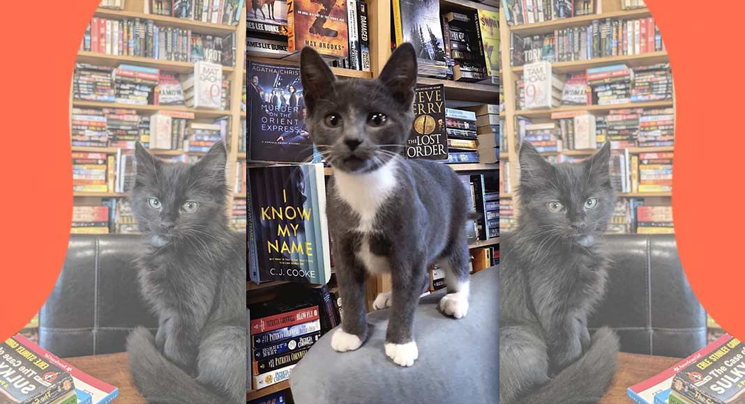 Otis & Clementine's, la libreria dove è possibile adottare i gattini abbandonati 1 Otis & Clementine's, la libreria dove è possibile adottare i gattini abbandonati