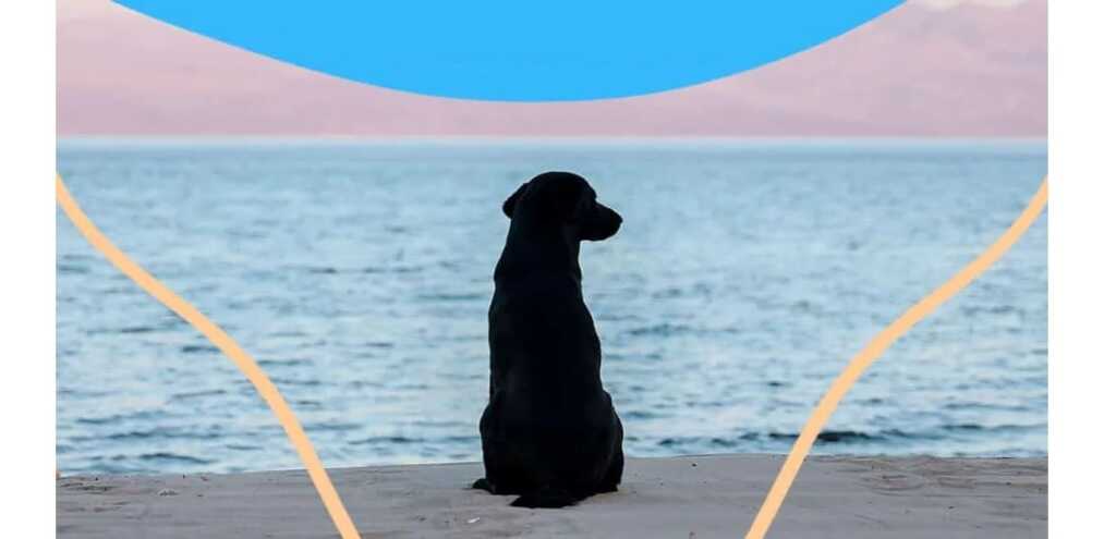 Ode al cane, la poesia di Neruda che celebra il rapporto cane e uomo