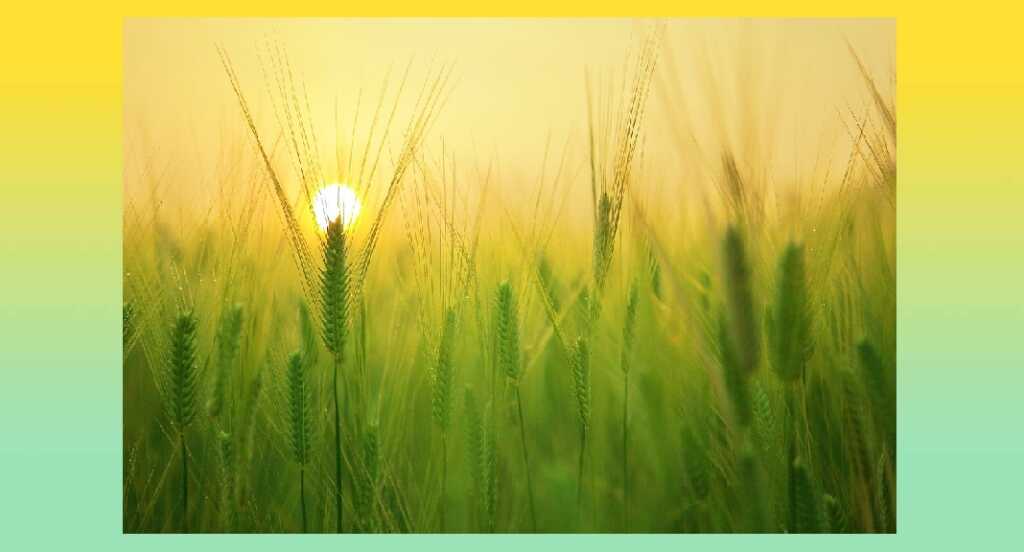 "On the Pulse of Morning", la poesia di Maya Angelou sulle piccole gioie