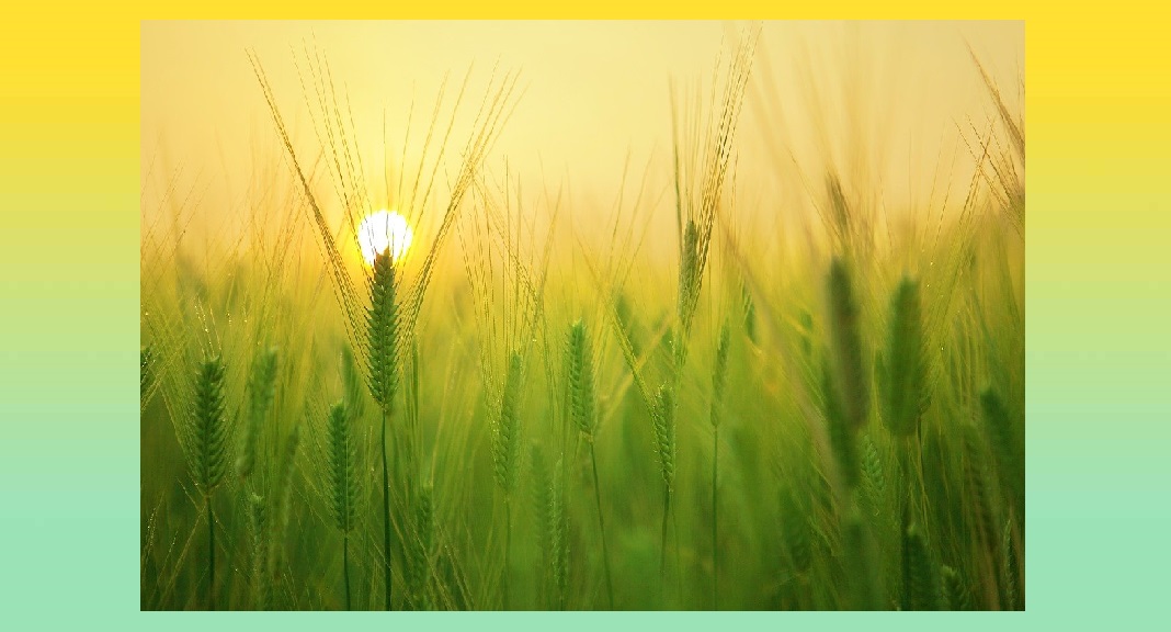 "On the Pulse of Morning", la poesia di Maya Angelou sulle piccole gioie