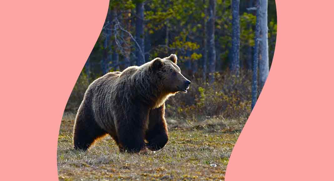 orso-papillon