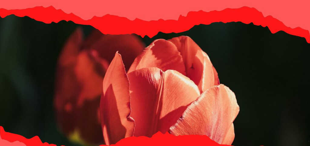 Sylvia Plath, il peso dell’esistenza nella poesia “Tulipani”