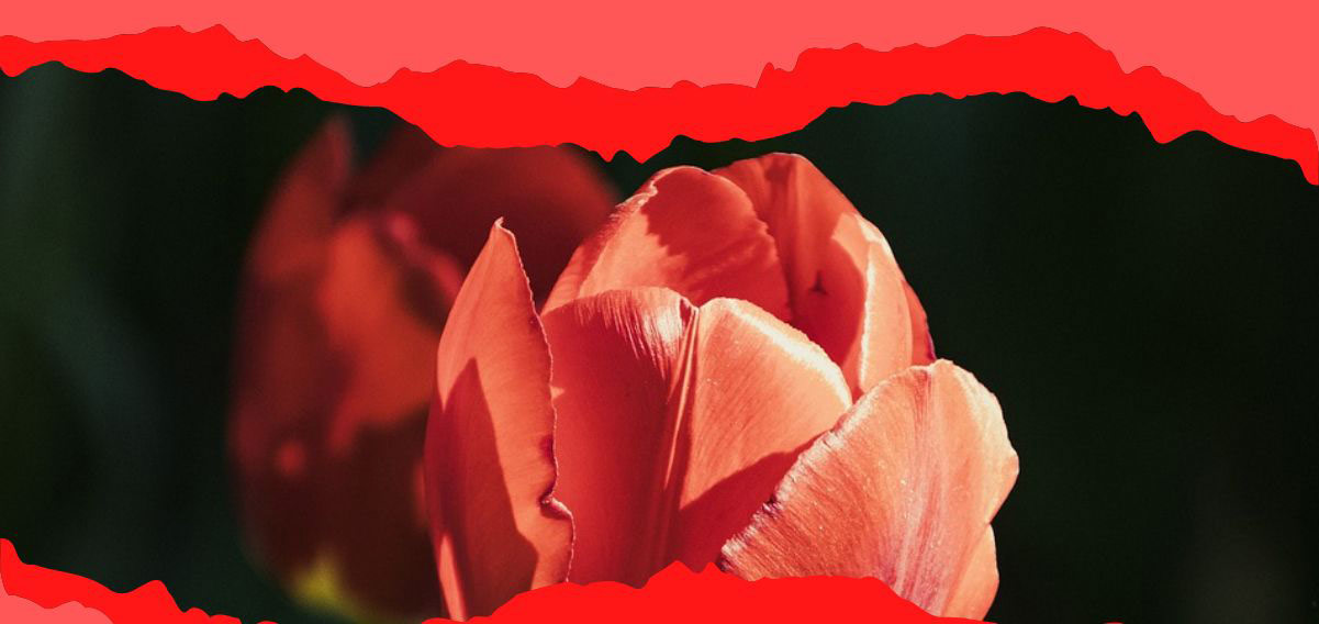 Sylvia Plath, il peso dell’esistenza nella poesia “Tulipani”