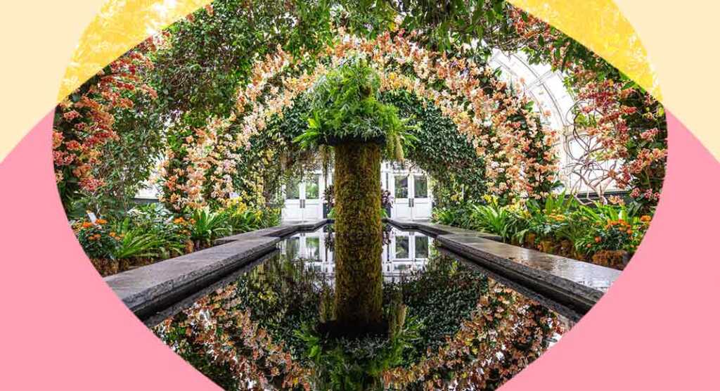 the-orchid-show