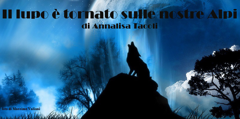 Il lupo è tornato sulle nostre Alpi - racconto di Annalisa Tacoli
