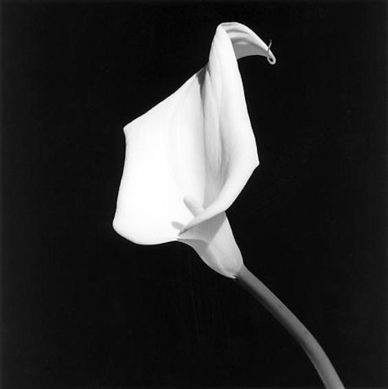 La fotografia di Mapplethorpe in mostra a Torino
